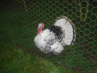 The Domestic Fowl Trust, Worcester